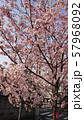 桜の木の下 57968092