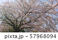 桜模様 57968094