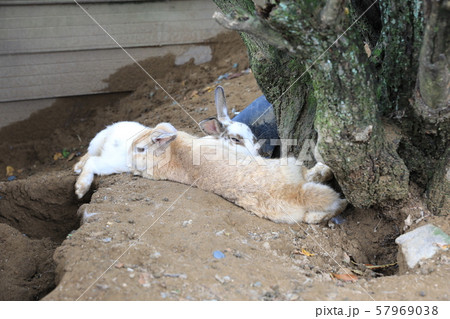 ウサギ ウサギ 57969038