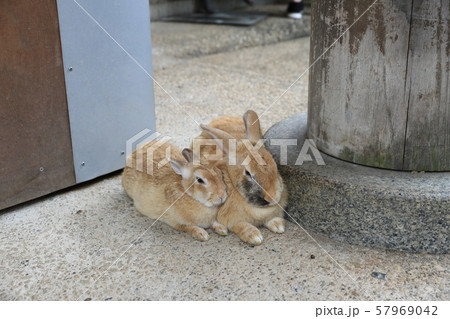ウサギ ウサギ 57969042