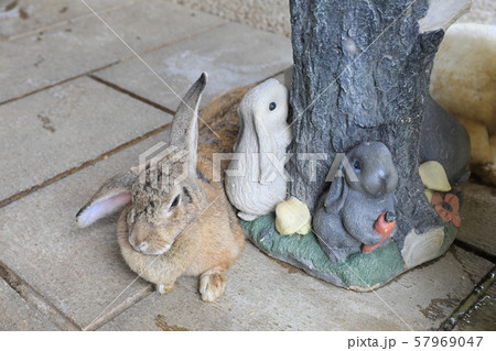 ウサギ 57969047