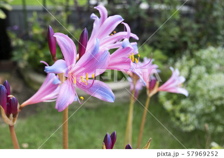 リコリス　スプレンゲリー 57969252