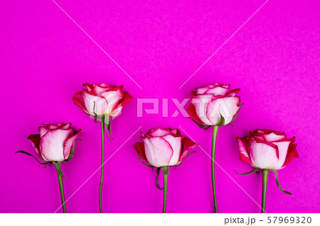 Roses on pink background Roses on pink background 57969320