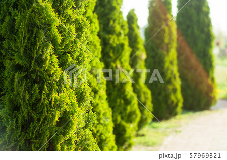 Green hedge of thuja trees 57969321