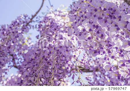 九尺藤の藤棚 九尺藤の藤棚 57969747