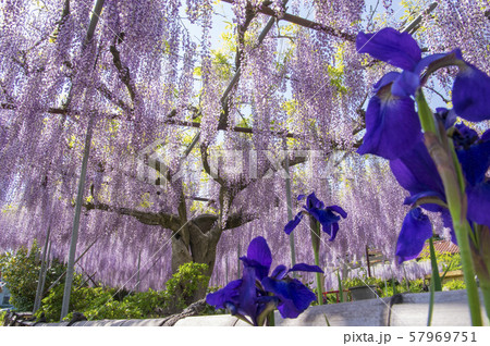 九尺藤の藤棚 九尺藤の藤棚 57969751