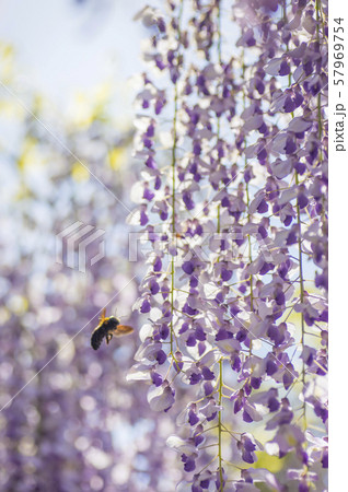 九尺藤の藤棚 57969754