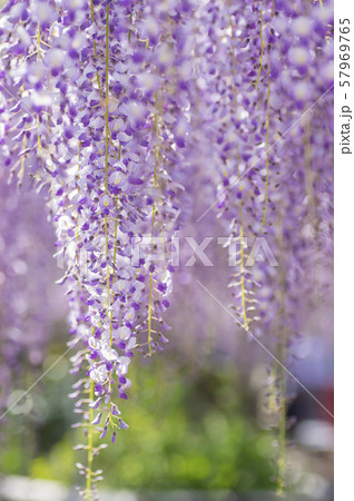 九尺藤の藤棚 57969765