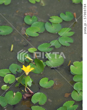 アサザ・水草 アサザ・水草 57969784