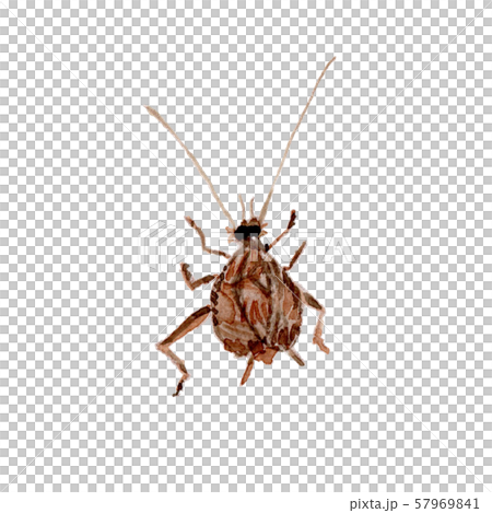 Susumushi watercolor 57969841