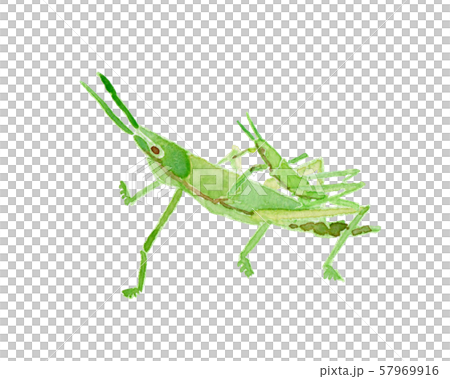 Ombu Grasshopper Watercolor 57969916