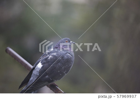 pigeon wild bird tree background  57969937