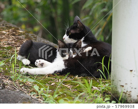 野良猫・親子・授乳 57969938