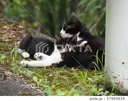 野良猫・親子・授乳 57969939