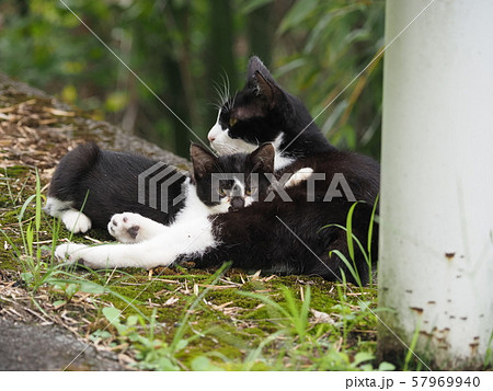 野良猫・親子・授乳 57969940