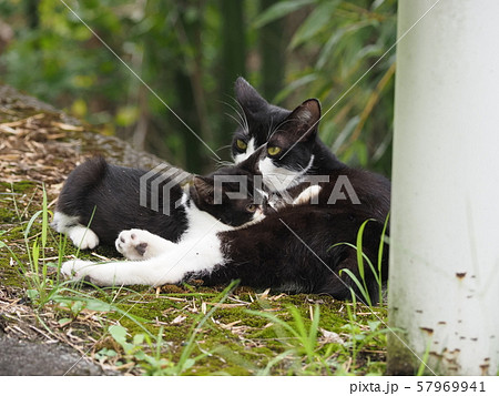野良猫・親子・授乳 57969941