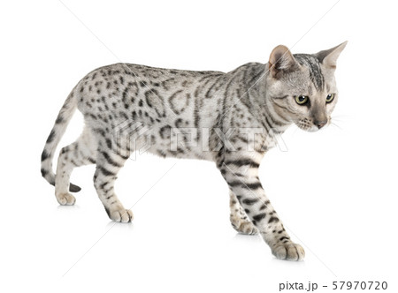 bengal cat in studio bengal cat in studio 57970720