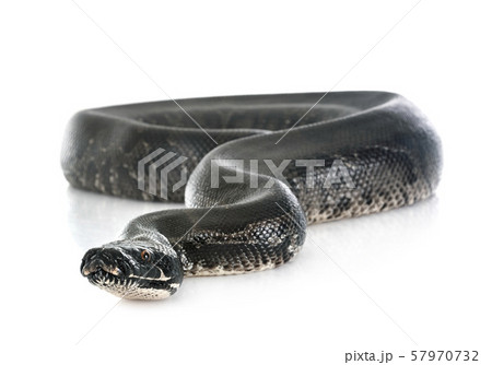 python black curtus 57970732