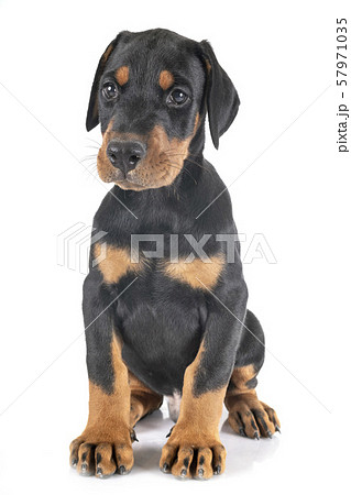 puppy Doberman Pinscher 57971035