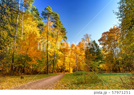 Sunny autumn in the park Sunny autumn in the park 57971251