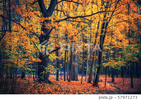 Vibrant foliage in autumn forest 57971273