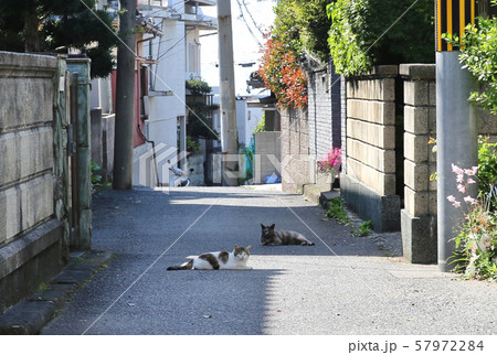 野良ネコのいる風景 57972284
