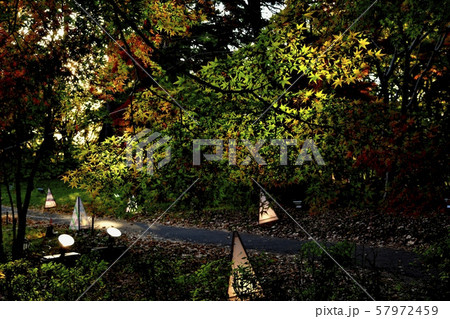 森林公園　カエデ園のライトアップの始まり 57972459