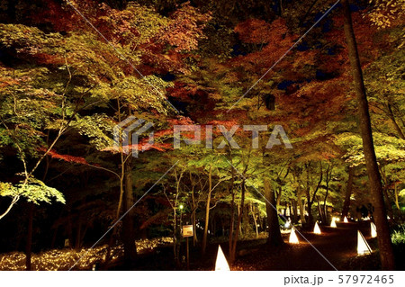 秋の森林公園　ライトアップされたカエデ園 57972465