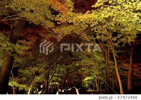 秋の森林公園　ライトアップされたカエデ園 57972466