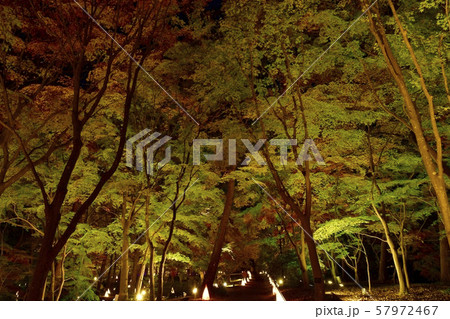 秋の森林公園　ライトアップされたカエデ園 57972467