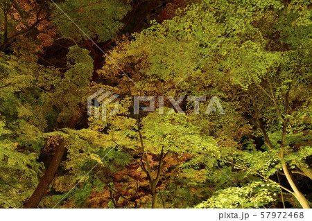 秋の森林公園　ライトアップされたカエデ園 57972468