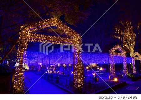 秋の森林公園　都市緑化植物園のイルミネーション 57972498