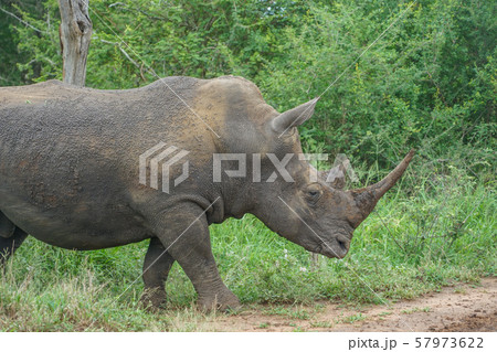 シロサイ 57973622