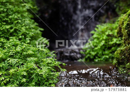 Beautiful Bright Green moss grown up cover Beautiful Bright Green moss grown up cover 57973881