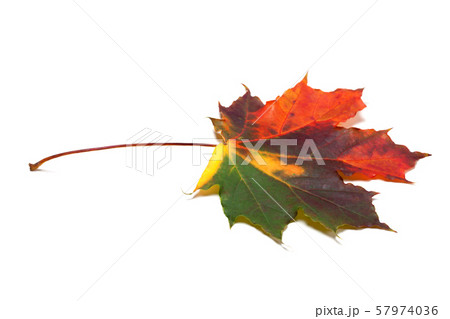 Autumn multicolored maple-leaf on white 57974036