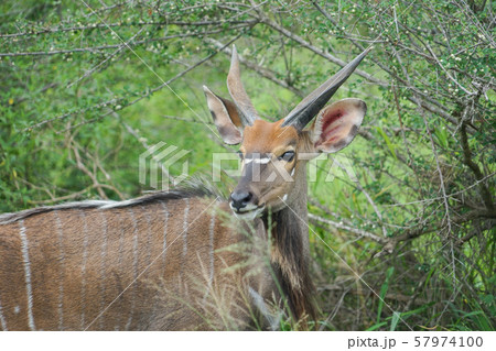 ニアラ ニアラ 57974100