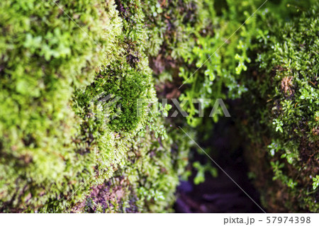 Beautiful bright green moss grows, covers the rugged rocks and on the forest floor.Rocks full of the moss texture in nature for wallpaper. 57974398
