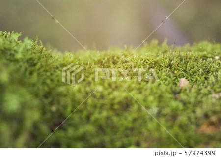 Beautiful bright green moss grows, covers the rugged rocks and on the forest floor.Rocks full of the moss texture in nature for wallpaper. Beautiful bright green moss grows, covers the rugged rocks and on the forest floor.Rocks full of the moss texture in nature for wallpaper. 57974399