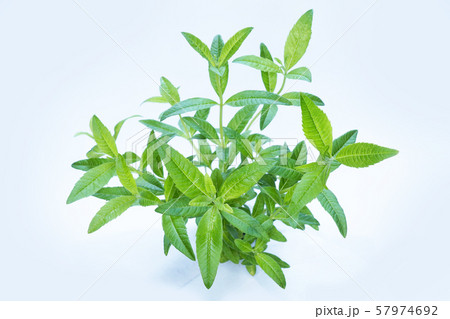 レモンバーベナ 57974692