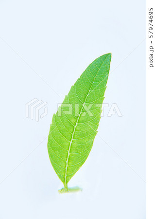 レモンバーベナ レモンバーベナ 57974695