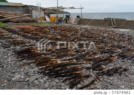 北海道利尻島の昆布漁 57974962