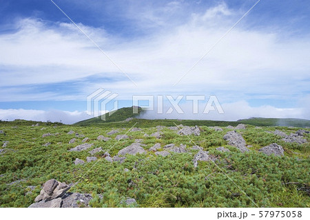 天狗原から白馬乗鞍岳の登山道の景色(白馬連峰、長野県北安曇) 天狗原から白馬乗鞍岳の登山道の景色(白馬連峰、長野県北安曇) 57975058