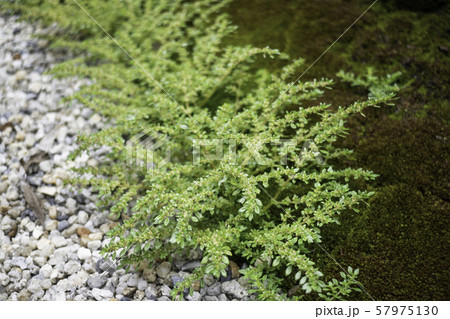 Natural stone landscaping in home garden 57975130