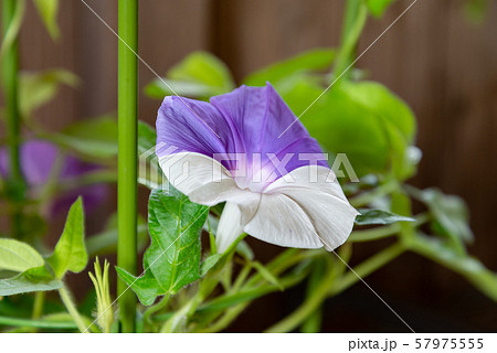 変化朝顔186 変化朝顔186 57975555