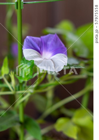 変化朝顔188 57975558