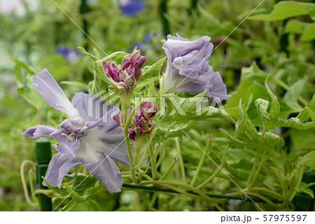 変化朝顔201 変化朝顔201 57975597