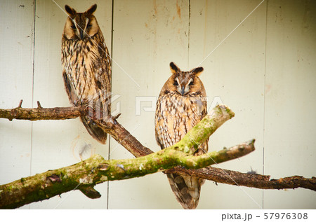 Two owls in captivity siting on tree 57976308