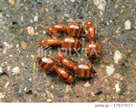 キイロシリアゲアリの女王アリ 57977077