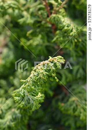 Hinoki cypress Maureen 57978179