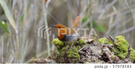 コマドリ 57978583